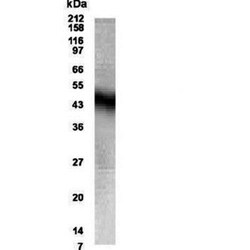 Neuropeptide FF R1/NPFFR1 Antibody - BSA Free, Novus Biologicals 0.025