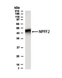 GPR74/NPFFR2 Antibody - BSA Free, Novus Biologicals:Antibodies:Primary