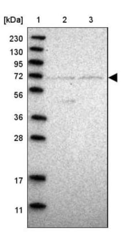 NPLOC4 Antibody, Novus Biologicals 25 &mu;L; Unlabeled:Antibodies, Polyclonal