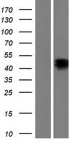 Novus Biologicals&trade;&nbsp;Neuronal Pentraxin 1 Overexpression Lysate