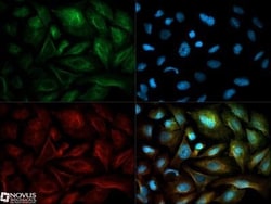 NQO-1 Antibody (A180), Novus Biologicals:Antibodies:Primary Antibodies