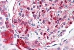 NQO-1 Antibody (A180), Novus Biologicals:Antibodies:Primary Antibodies