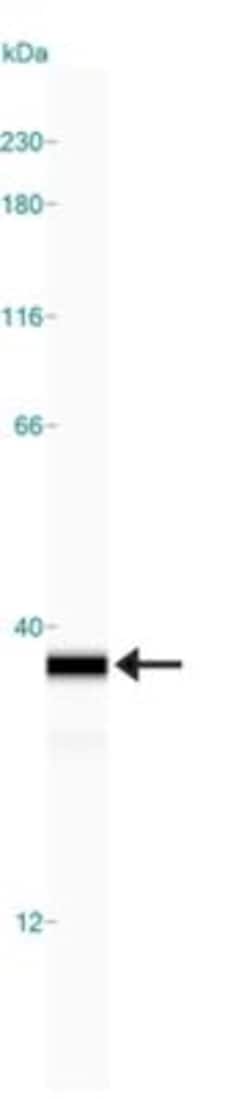NQO-1 Antibody (A180), Novus Biologicals:Antibodies:Primary Antibodies