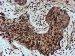 NQO-2 Antibody (OTI3G4), Novus Biologicals 0.1mL; Unlabeled:Antibodies,