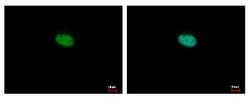 Rev-erb beta/NR1D2 Antibody, Novus Biologicals 0.1mL; Unlabeled:Antibodies,