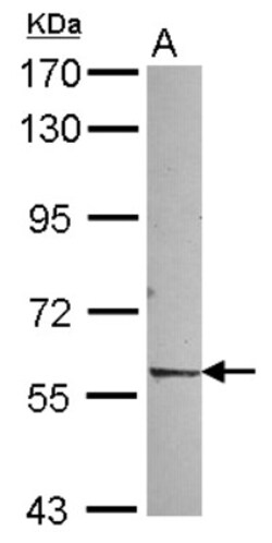 Rev-erb beta/NR1D2 Antibody, Novus Biologicals 0.1mL; Unlabeled:Antibodies,