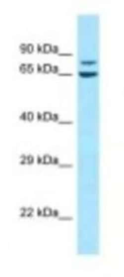 NRAGE/MAGED1 Antibody, Novus Biologicals 100&mu;L; Unlabeled:Antibodies,