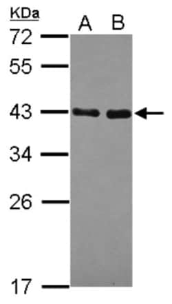 NRBF2 Antibody, Novus Biologicals 0.1mL; Unlabeled:Antibodies, Polyclonal