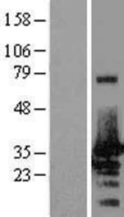 Novus Biologicals&trade;&nbsp;NRBF2 Overexpression Lysate