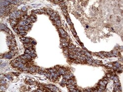 NRBF2 Antibody (OTI1A2), Novus Biologicals 0.1mL; Unlabeled:Antibodies,