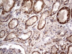 NRBF2 Antibody (OTI1A2), Novus Biologicals 0.1mL; Unlabeled:Antibodies,