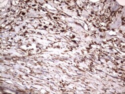 NRBF2 Antibody (OTI1A2), Novus Biologicals 0.1mL; Unlabeled:Antibodies,