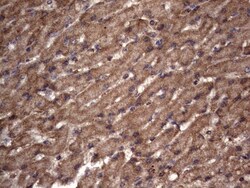 NRBF2 Antibody (OTI1A2), Novus Biologicals 0.1mL; Unlabeled:Antibodies,