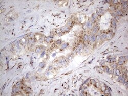 NRBF2 Antibody (OTI1A2), Novus Biologicals 0.1mL; Unlabeled:Antibodies,