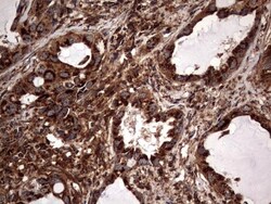 NRBF2 Antibody (OTI1A2), Novus Biologicals 0.1mL; Unlabeled:Antibodies,