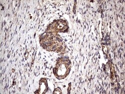 NRBF2 Antibody (OTI1A2), Novus Biologicals 0.1mL; Unlabeled:Antibodies,