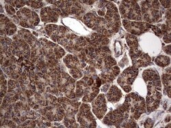 NRBF2 Antibody (OTI1A2), Novus Biologicals 0.1mL; Unlabeled:Antibodies,