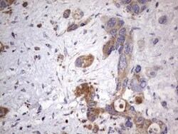 NRBF2 Antibody (OTI1A2), Novus Biologicals 0.1mL; Unlabeled:Antibodies,