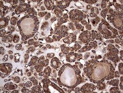 NRBF2 Antibody (OTI1A2), Novus Biologicals 0.1mL; Unlabeled:Antibodies,
