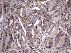 NRBF2 Antibody (OTI1A2), Novus Biologicals 0.1mL; Unlabeled:Antibodies,