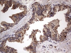 NRBF2 Antibody (OTI1A2), Novus Biologicals 0.1mL; Unlabeled:Antibodies,