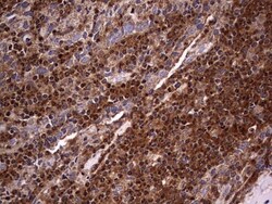 NRBF2 Antibody (OTI1A2), Novus Biologicals 0.1mL; Unlabeled:Antibodies,