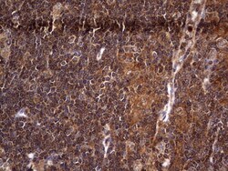 NRBF2 Antibody (OTI1A2), Novus Biologicals 0.1mL; Unlabeled:Antibodies,