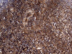 NRBF2 Antibody (OTI1A2), Novus Biologicals 0.1mL; Unlabeled:Antibodies,