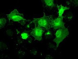 NRBP1 Antibody (OTI5C3), Novus Biologicals 0.1mL; Unlabeled:Antibodies,