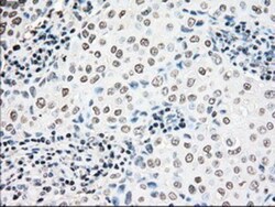 NRBP1 Antibody (OTI5C3), Novus Biologicals 0.1mL; Unlabeled:Antibodies,