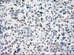 NRBP1 Antibody (OTI5C3), Novus Biologicals 0.1mL; Unlabeled:Antibodies,