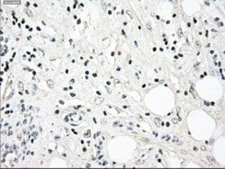 NRBP1 Antibody (OTI5C3), Novus Biologicals 0.1mL; Unlabeled:Antibodies,