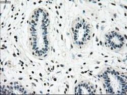 NRBP1 Antibody (OTI5C3), Novus Biologicals 0.1mL; Unlabeled:Antibodies,