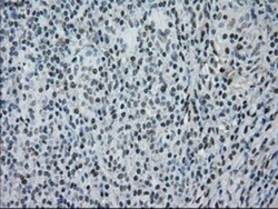 NRBP1 Antibody (OTI5C3), Novus Biologicals 0.1mL; Unlabeled:Antibodies,