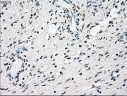 NRBP1 Antibody (OTI5C3), Novus Biologicals 0.1mL; Unlabeled:Antibodies,