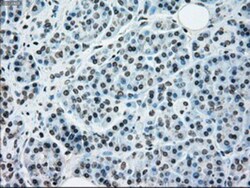 NRBP1 Antibody (OTI5C3), Novus Biologicals 0.1mL; Unlabeled:Antibodies,