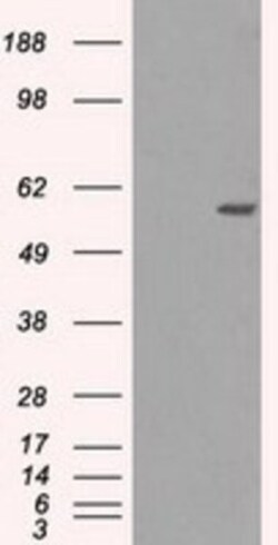 NRBP1 Antibody (OTI5C3), Novus Biologicals 0.1mL; Unlabeled:Antibodies,