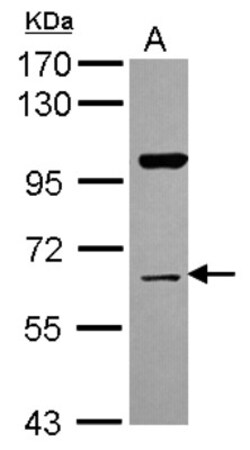 NRBP1 Antibody, Novus Biologicals 0.1 mL | Buy Online | Novus Biologicals | Fisher Scientific
