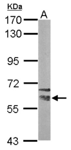 NRBP1 Antibody, Novus Biologicals 0.1 mL | Buy Online | Novus Biologicals | Fisher Scientific
