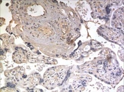 NrCAM Antibody (MM0495-8E25) - Azide and BSA Free, Novus Biologicals:Antibodies:Primary