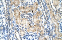 NrCAM Antibody, Novus Biologicals 0.1mg; Unlabeled:Antibodies, Polyclonal