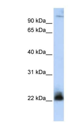 NRIF3 Antibody, Novus Biologicals:Antibodies:Primary Antibodies