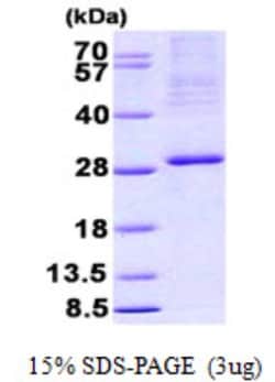 Novus Biologicals&trade;&nbsp;Recombinant Human NRIF3 His Protein