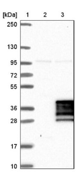 NRIP3 Antibody, Novus Biologicals:Antibodies:Primary Antibodies