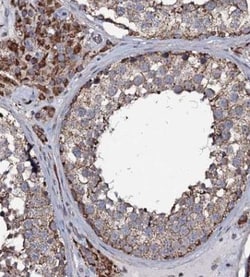 NRIP3 Antibody, Novus Biologicals:Antibodies:Primary Antibodies
