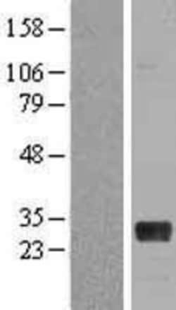 Novus Biologicals&trade;&nbsp;NRL Overexpression Lysate