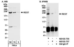 NRSF Antibody, Novus Biologicals 0.1mg; Unlabeled:Antibodies, Polyclonal