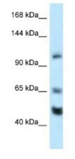 NRSF Antibody, Novus Biologicals:Antibodies:Primary Antibodies