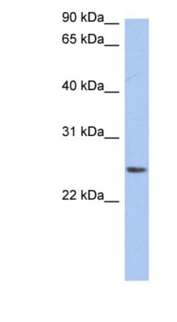 NRSN2 Antibody, Novus Biologicals:Antibodies:Primary Antibodies