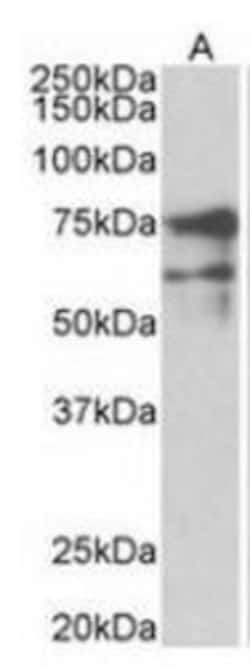 NRXN1 Antibody, Novus Biologicals 0.1mg; Unlabeled:Antibodies, Polyclonal